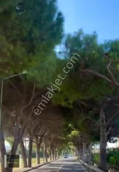 Urla İskele Ağaçlı Yolda 100m2 Evi Olan 4.950m2 Tarla - Görsel 3