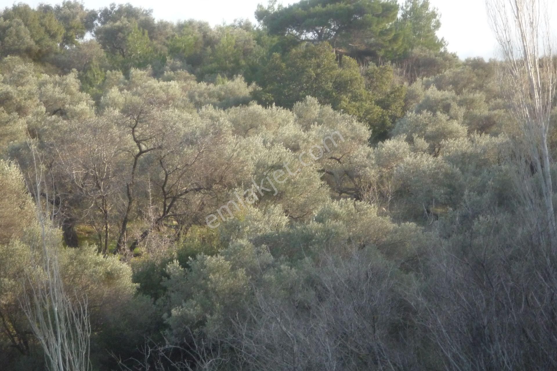 İzmir Torbalı Gold Emlaktançakırbeylide Satılık Zeytinlik - Görsel 9