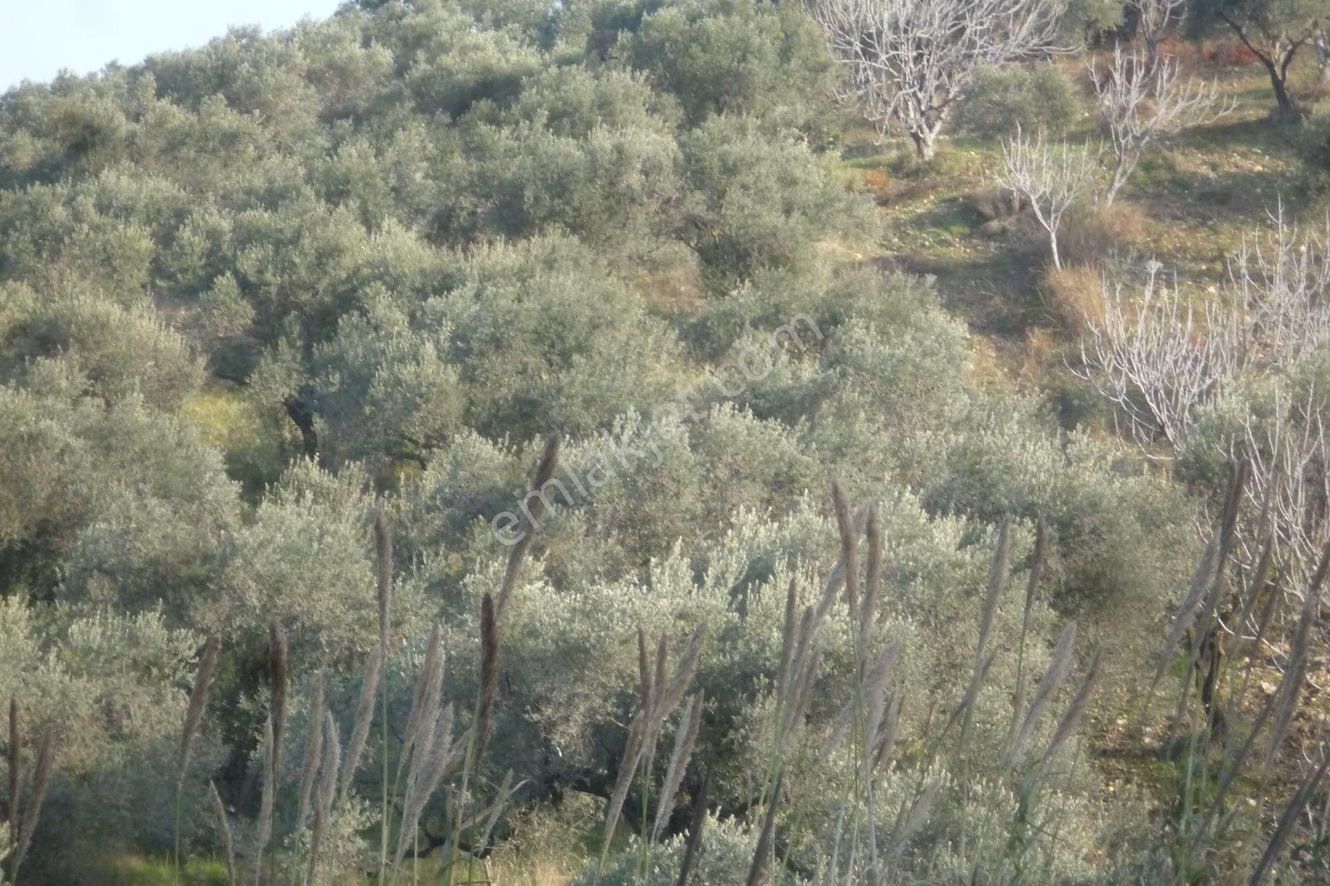 İzmir Torbalı Gold Emlaktançakırbeylide Satılık Zeytinlik - Görsel 4