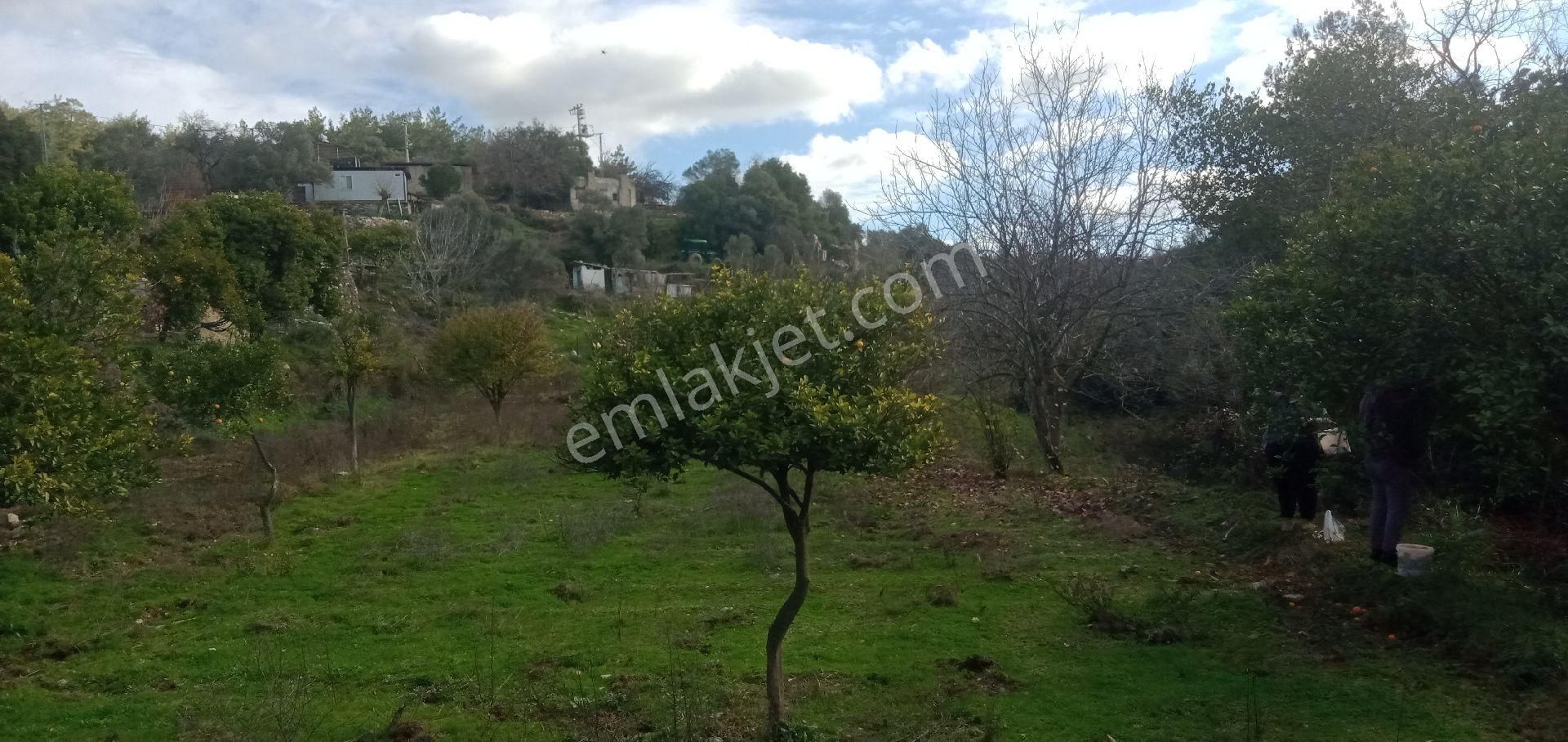 Milas Sek Satılık Tarla Köy İçi Narenci Bahcesi