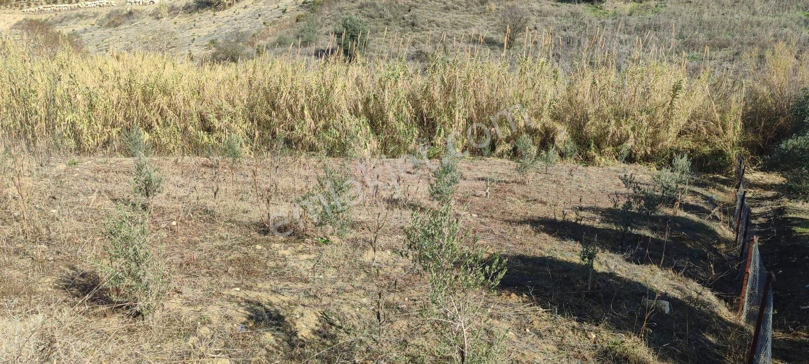 Fa Emlaktan Çavakta Kocahamzalı Yolunda 3000m2 Satılık Arsa - Görsel 4