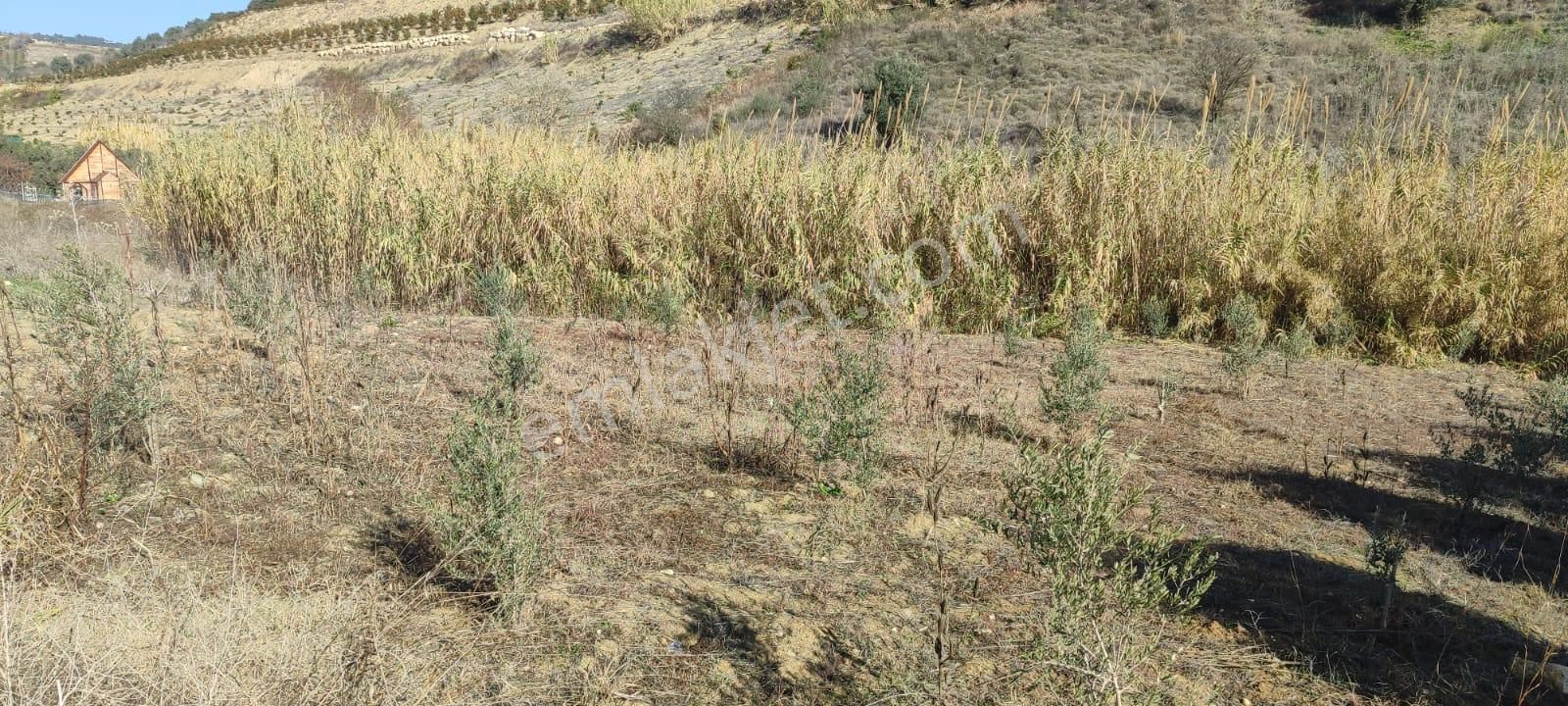 Fa Emlaktan Çavakta Kocahamzalı Yolunda 3000m2 Satılık Arsa - Görsel 5