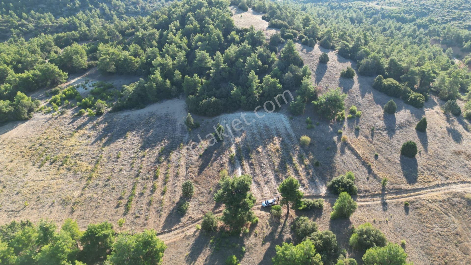 Dazkırı Darıcılar Köyü Satılık Tarla Afyonkarahisar Dazkırında Satılık Yolu Olan Tarla