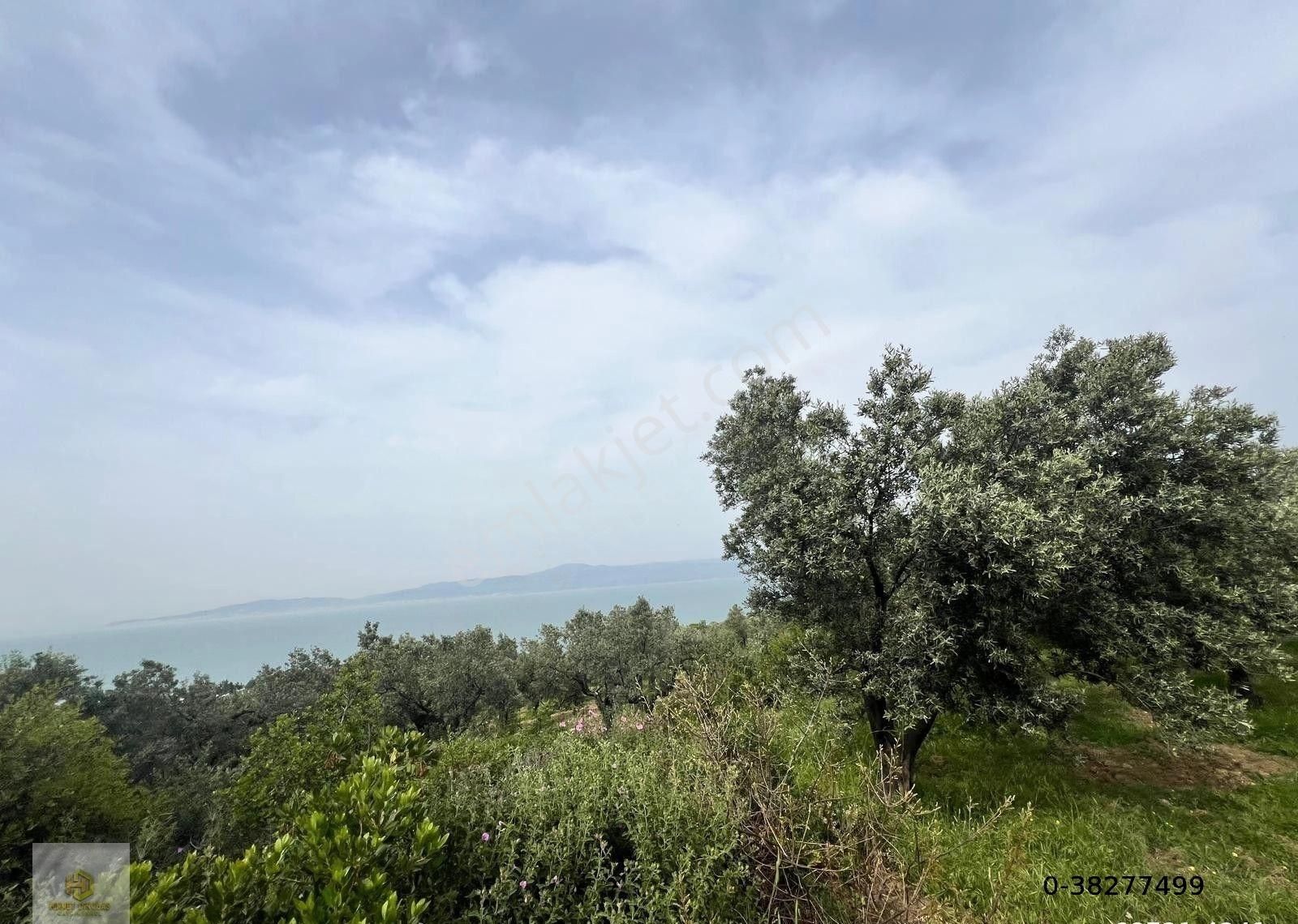 Bursa Mudanya Kumyaka Mahallesinde Villalar Yakını Satılık Zeytinlik - Görsel 2