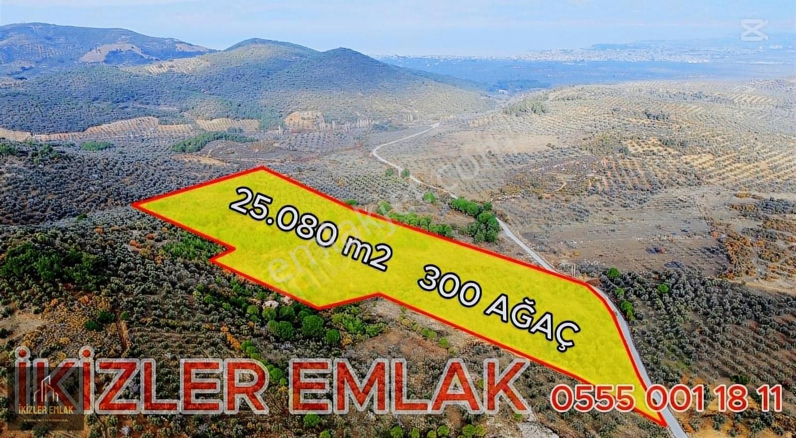 Burhaniye Taylıeli Satılık Zeytinlik Burhaniye Taylıeli Şahinler Arası 25.080m2 300 Ağaç Zeytinlik