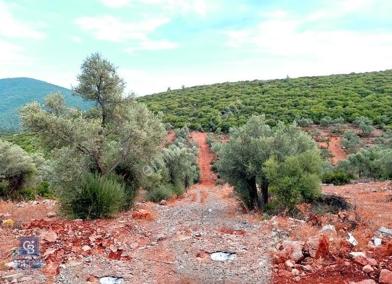 Bodrum Çilek Köyü Acil Satılık 480 M2 Kooperatif Hissesi - Görsel 4