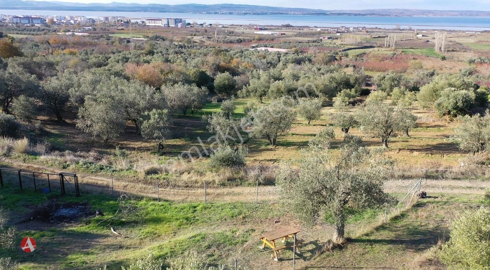 Lapseki Çardak Bld. (Tekke) Satılık Zeytinlik Lapseki Çardak, Boğaz Manzaralı, 628 M2 Satılık Hobi Bahçesi