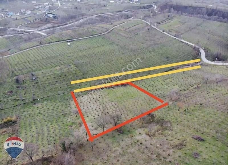 Hendek Çamlıca Satılık Bağ & Bahçe Hendek Çamlıca Da 5970 M2 Fındık Bahçesi ( Arsa Takasli )