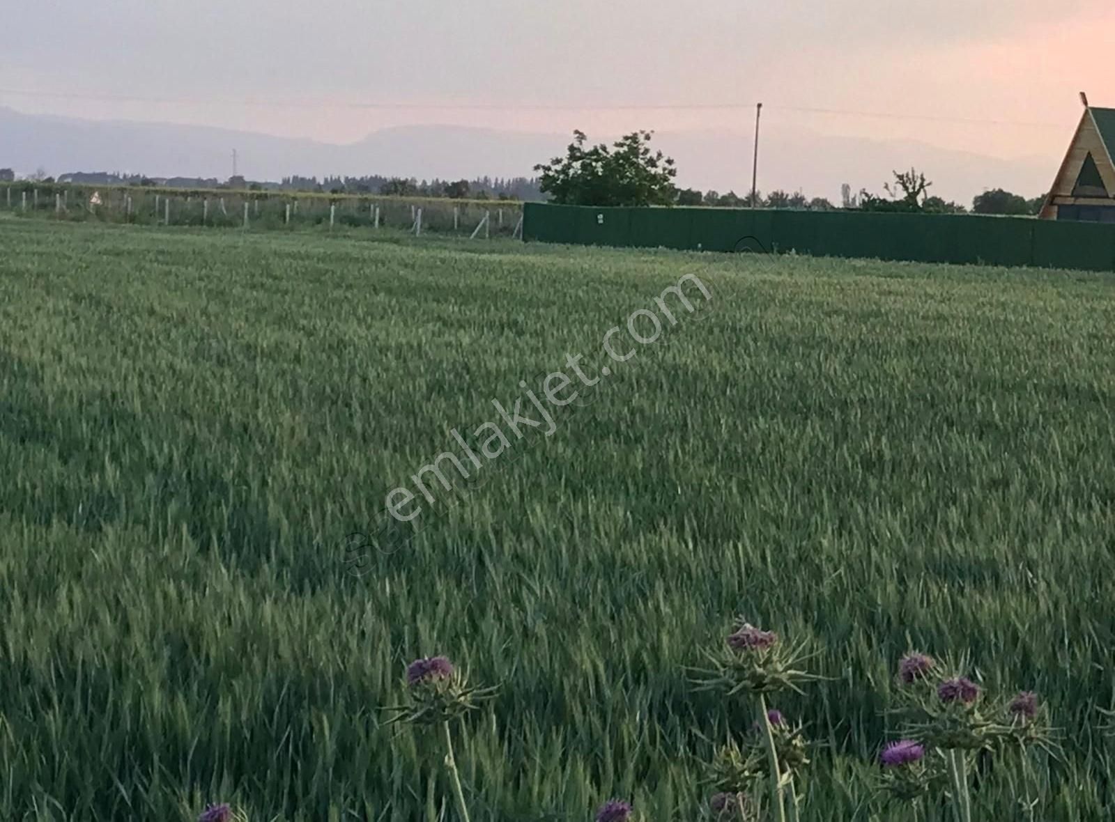 Saruhanlı Adiloba Satılık Bağ & Bahçe Asfalta Sıfır Adioba Paşaköy Arası Arsa/tarla