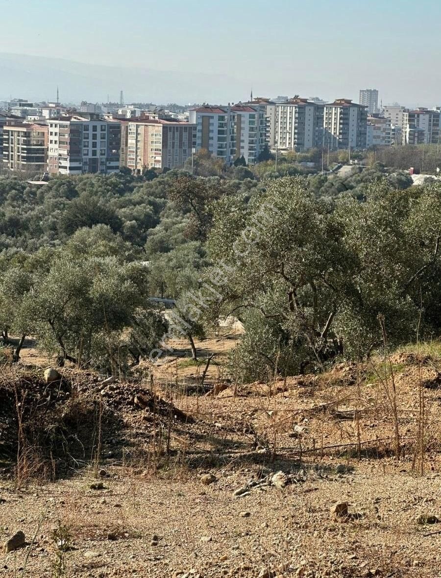 Nazilli Bozyurt Satılık Zeytinlik Nazilli Bozyurt Mah Satılık İmar Sınırında 6 Dönm Zeytinlik