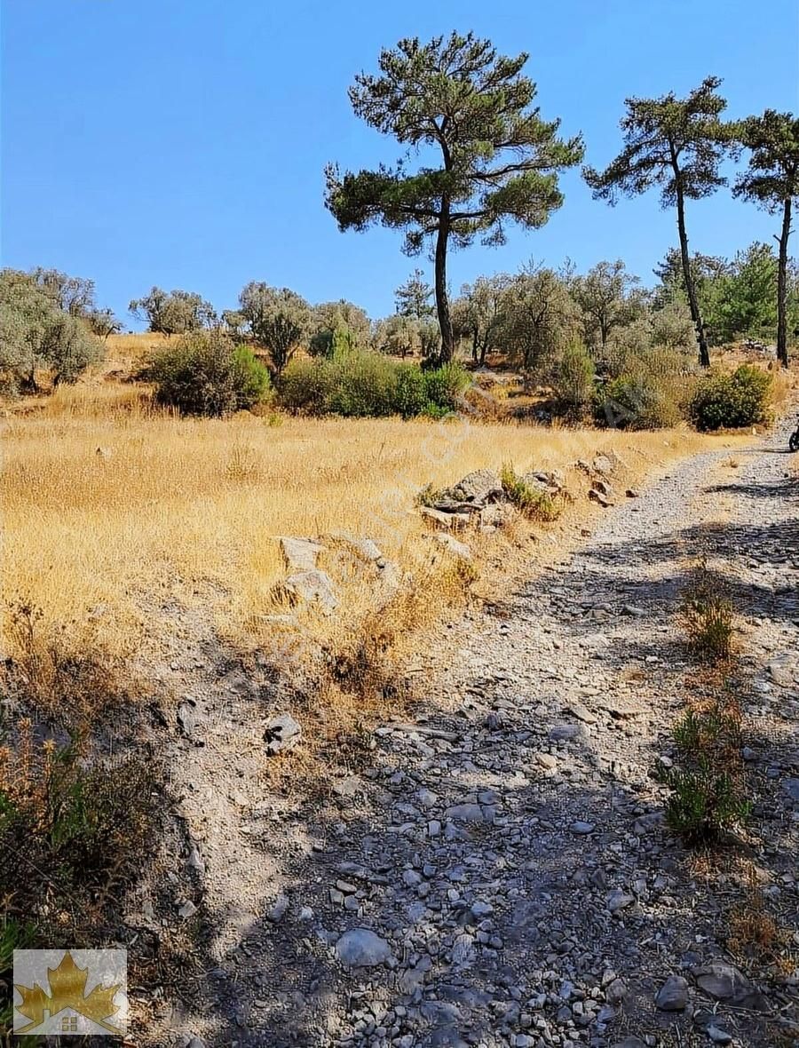 Milas Demirciler Satılık Zeytinlik Çınar Emlaktan Milas Demirciler Yolu Olan Satılık Zeytinlik