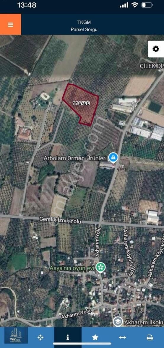 Bursa Orhangazi Akharem 16 Dönüm Göle Çok Yakın Zeytinlik - Görsel 7