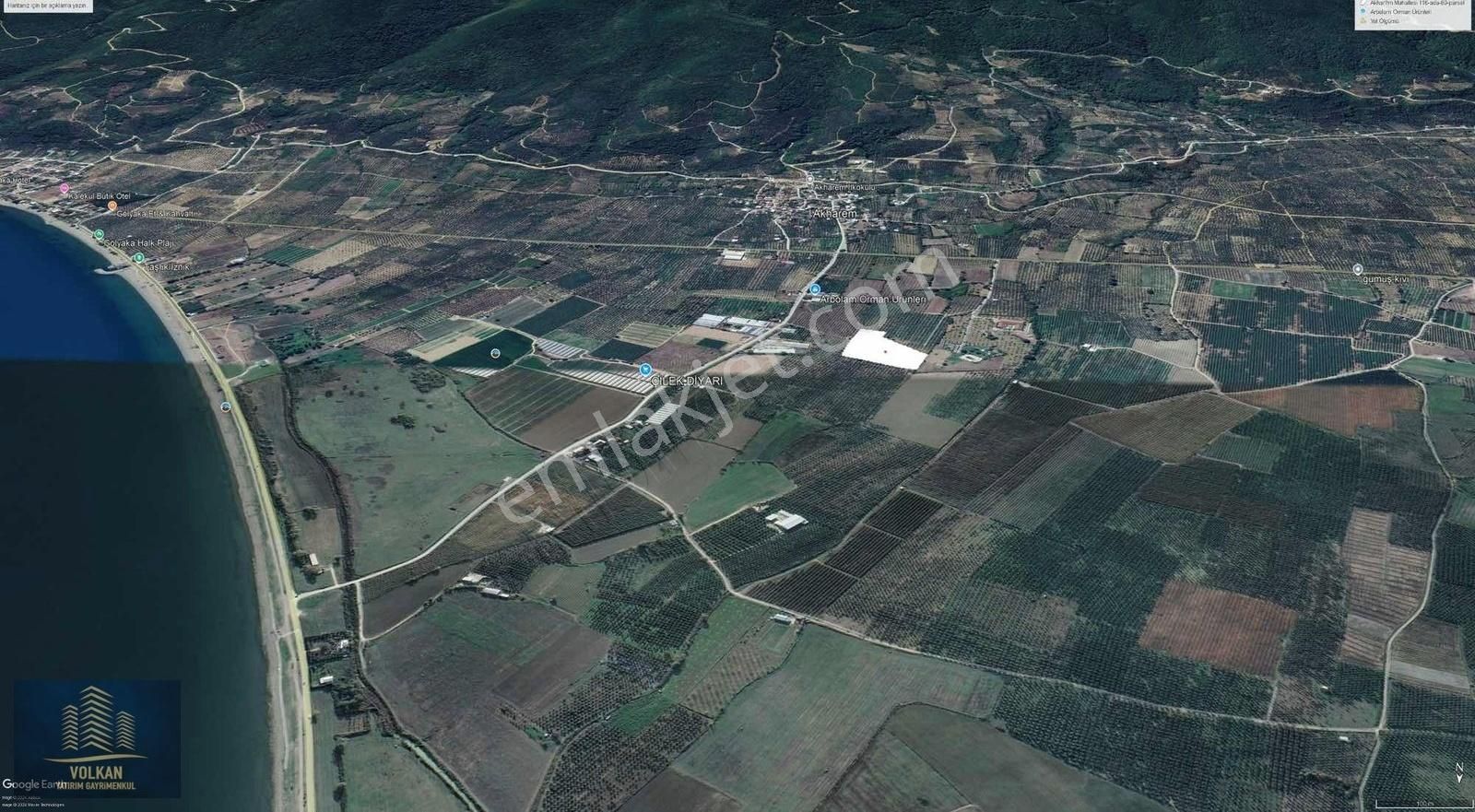 Bursa Orhangazi Akharem 16 Dönüm Göle Çok Yakın Zeytinlik - Görsel 11