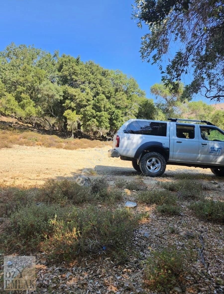 Gökçeada Tepeköy Köyü Satılık Zeytinlik Gökçeada Öz Emlak'tan Ana Yola Yakın Zeytinlik