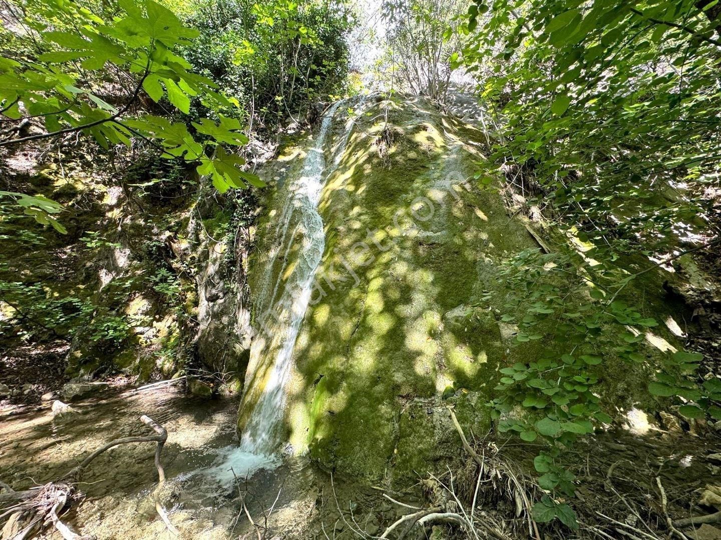 Edremit Güre Satılık Zeytinlik Yükselden Gürede 25 Metre Şelale Cepheli Zeytinlik