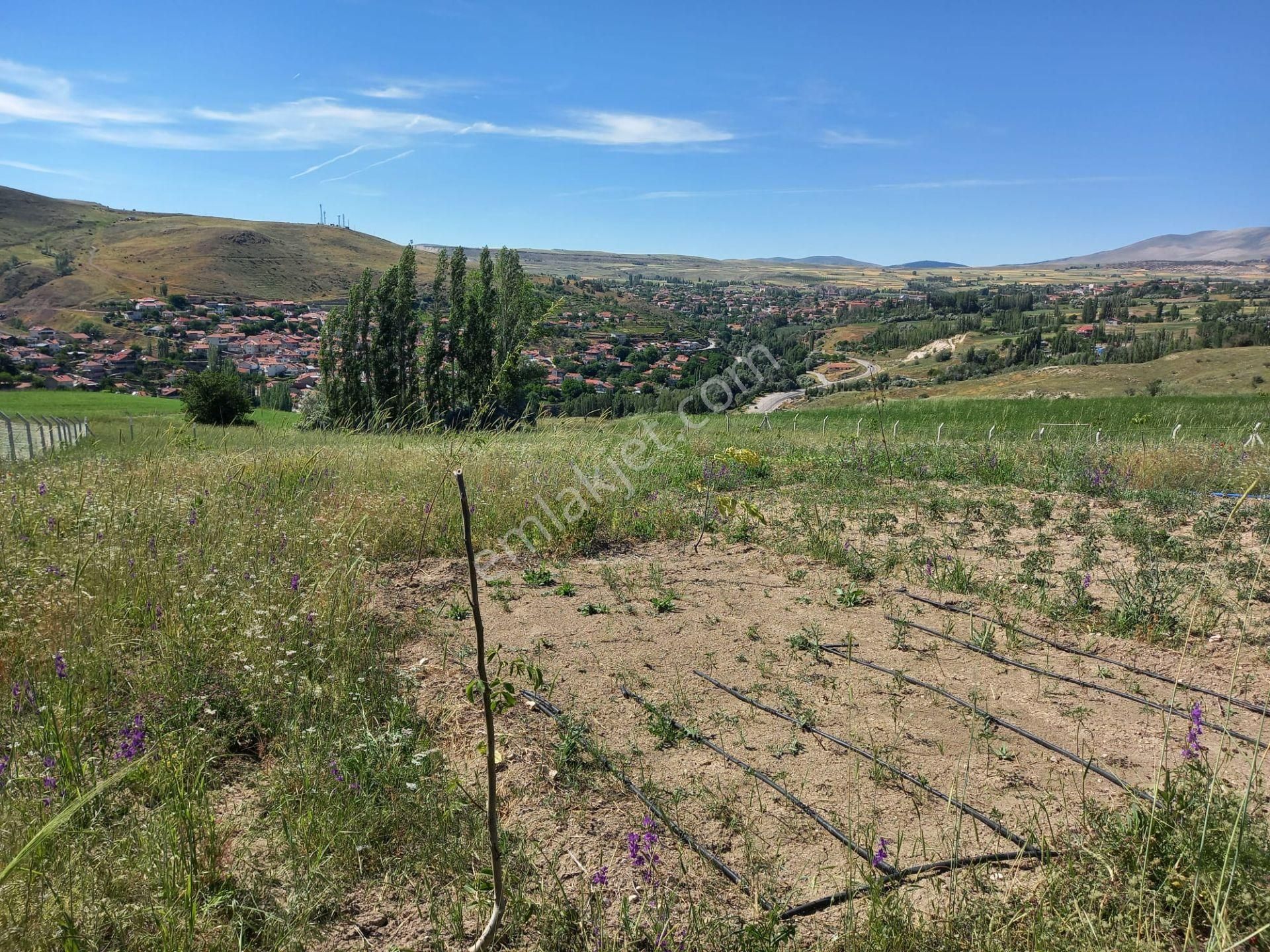 Özvatan Aşağı Boğaziçi Satılık Tarla Kayseri Özvatan Satılık Ceviz Bahçesi