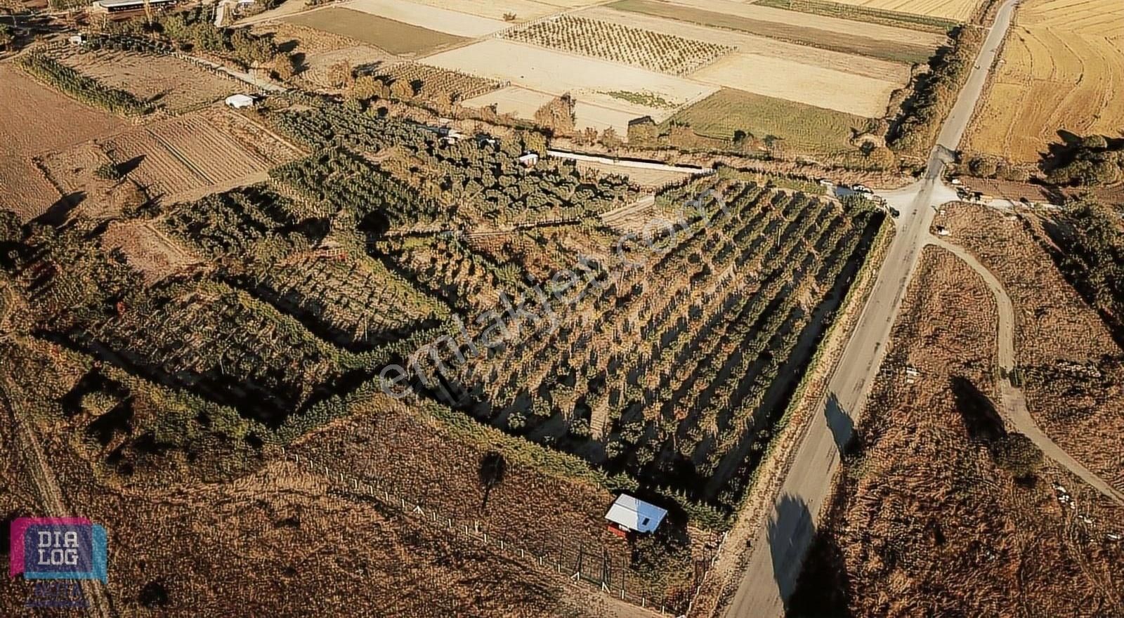 Gönen Çalıoba Satılık Tarla Gönen Çalıoba Mahallesinde Satılık 13201 M2 Hurma Bahçesi