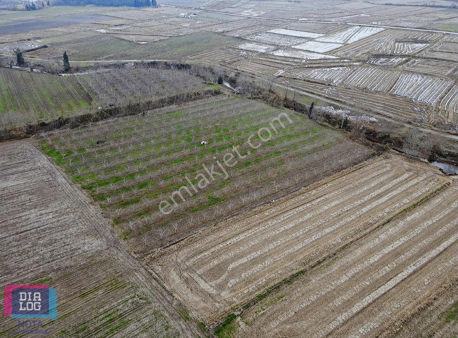 Gönen Tütüncü Satılık Tarla Tütüncü'de 11.745m² 266adet Ceviz Ağaçlı Satılık Ceviz Bahçesi