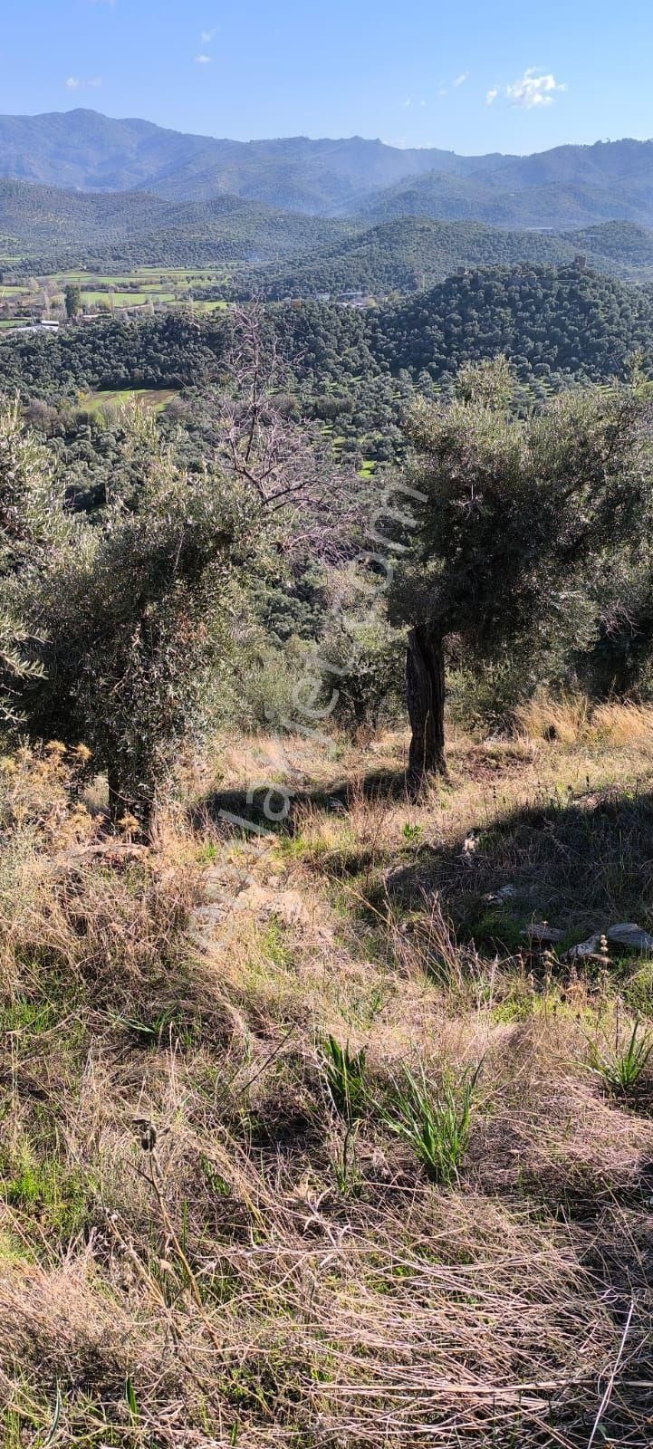 Milas Bafa Satılık Zeytinlik Acil Fiyat Düştü ...bu Fiyata Başka Yok...milas Bafa Kelepir 3 Dönüm Acil Zeytinlik