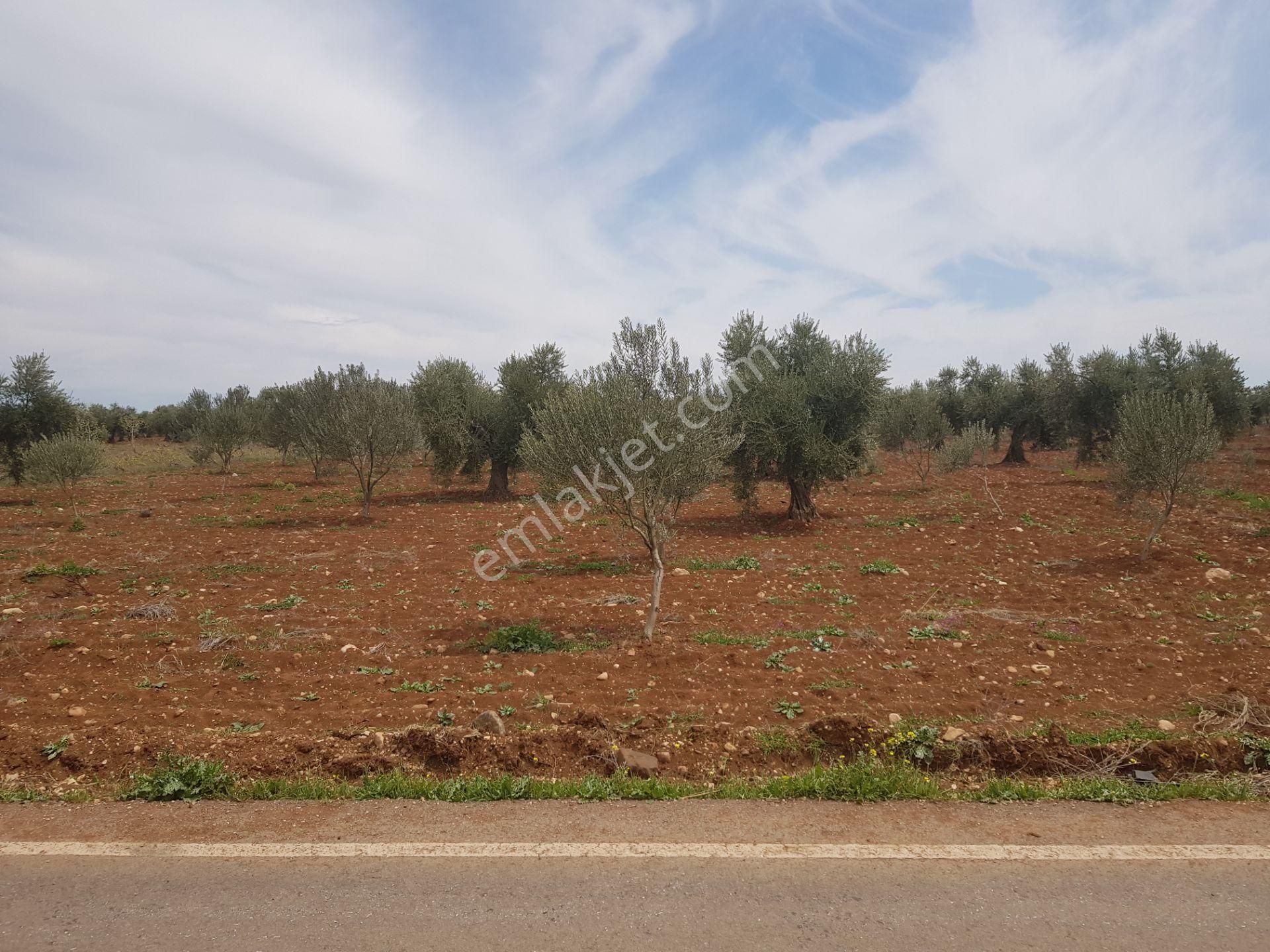 Kilis Merkez Oylum Satılık Zeytinlik Babil Emlaktan Satılık Oylumda Asfalt Üzeri Bağ Evlik Zeytinlik