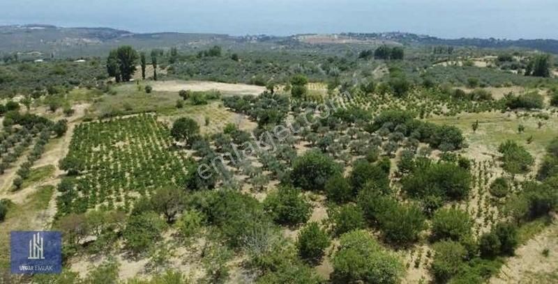 Şarköy Yukarıkalamış Satılık Tarla Uygar Emlaktan Yukarıkalamışta Resmi Yolu Olan Arazi