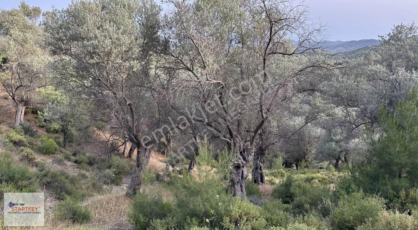 Seferihisar Beyler Satılık Zeytinlik Seferihisar Beyler Mahallesi'nde Satılık Yatırımlık Zeytinlik