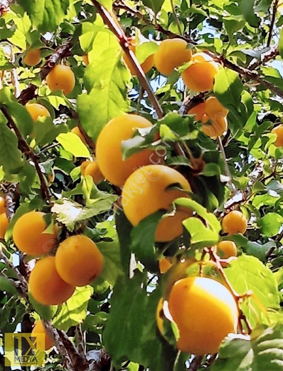 Ankara-altındağ-aydıncık Mahallesinde Yatırım İmkanı - Görsel 5