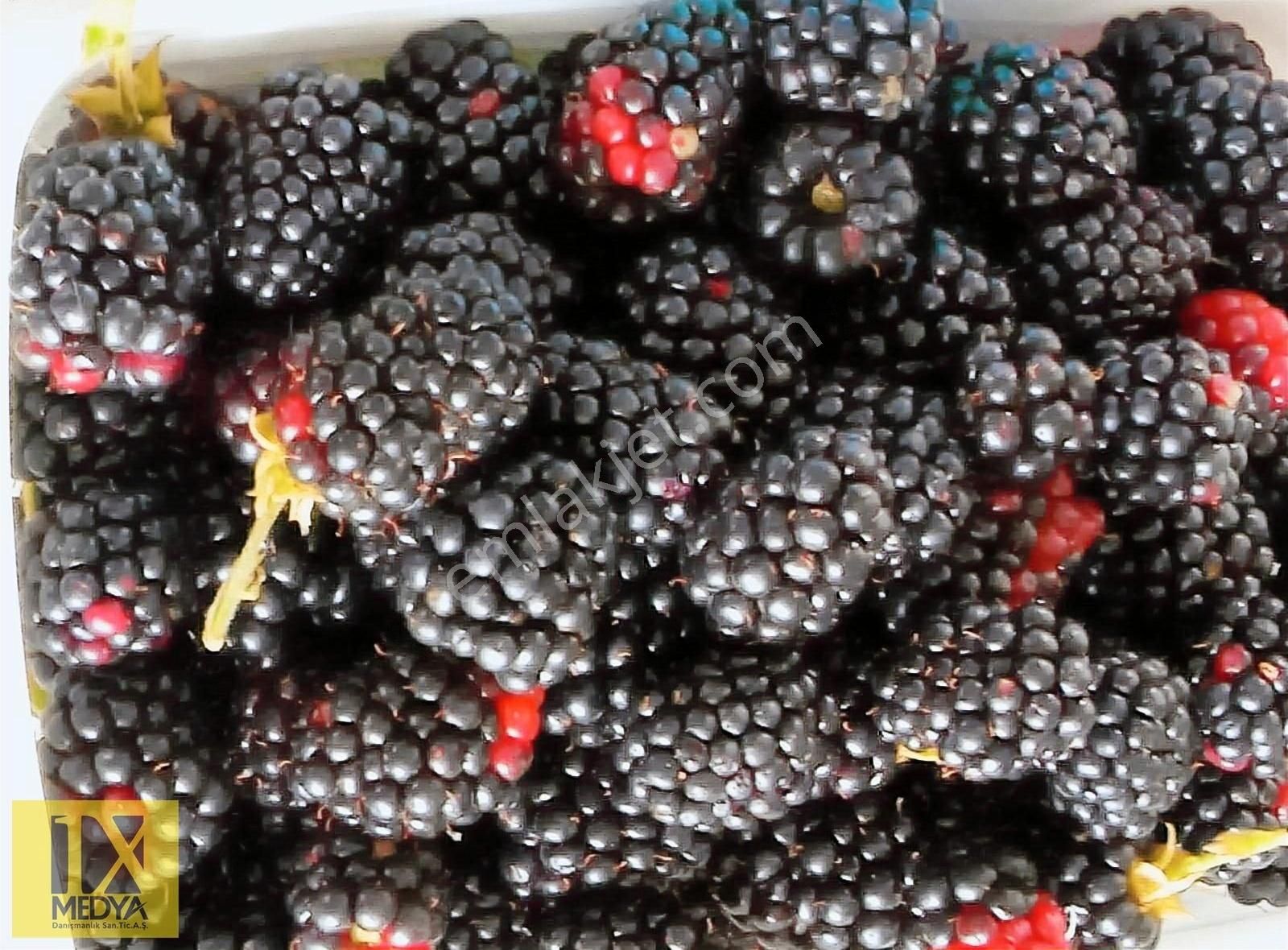 Ankara-altındağ-aydıncık Mahallesinde Yatırım İmkanı - Görsel 22