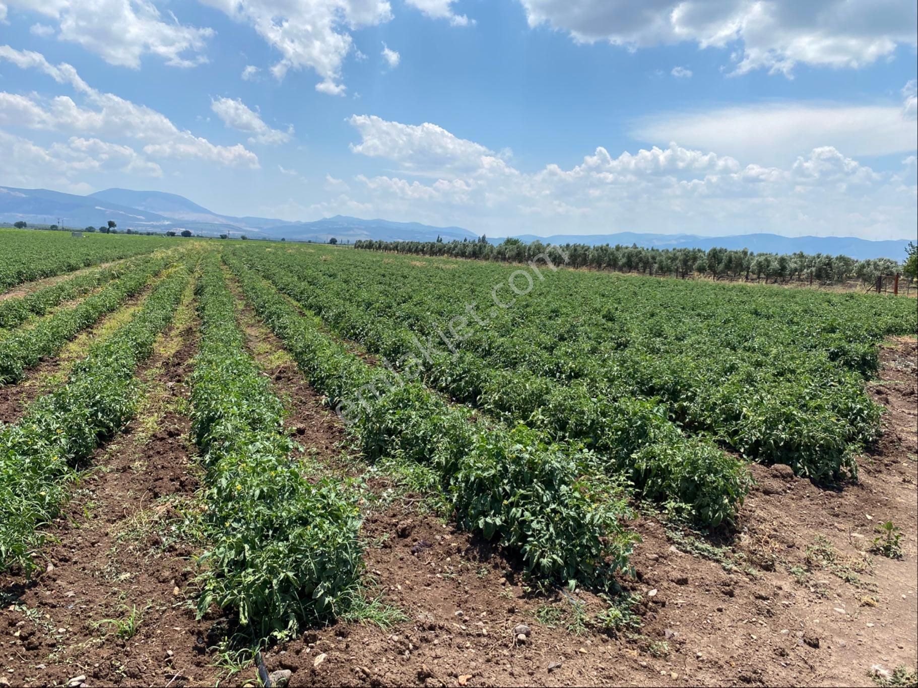 Bergama Göçbeyli Satılık Tarla Mükemmel Yatırımlık Tarla