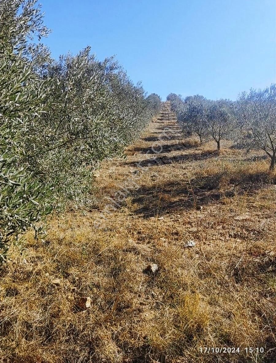 Salihli Mithatpaşa Satılık Zeytinlik Salihli Beşyol Emlaktan Satılık 22 Dönüm Zeytinlik