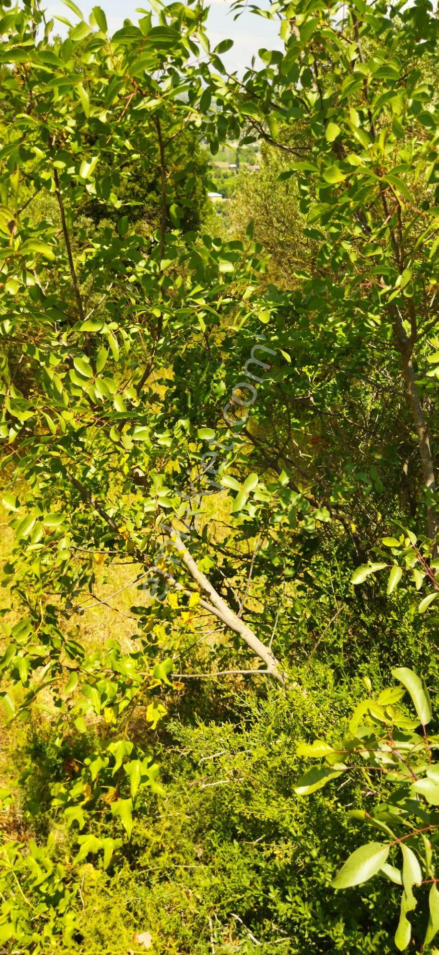 Yetiş Emlaktan Lalaşahin De 650m2 2.5 Kat Konut İmarlı Arsa Mustafakemalpaşada - Görsel 7