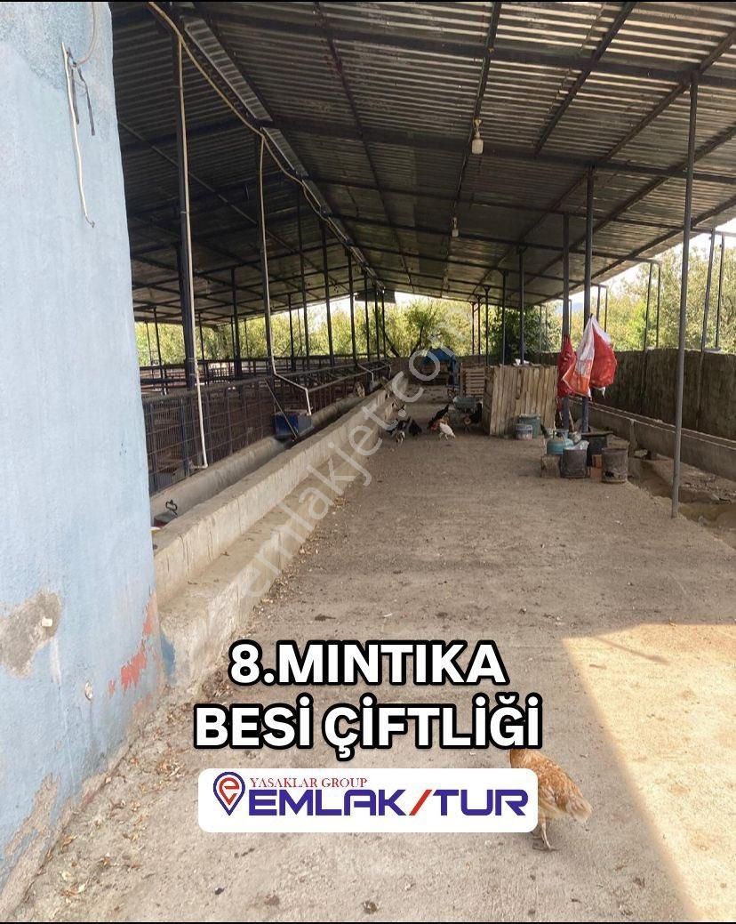 Manisa Turgutlu Satılık Çiftlik Satılık Büyükbaş Çifliği