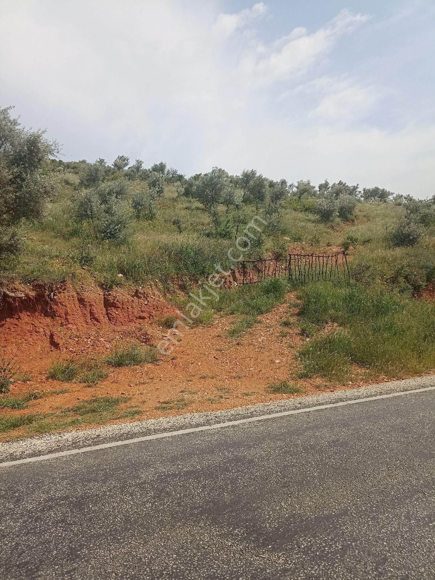 Bayındır Kızılcıova'da 4.400 M2 Satılık Zeytinlik