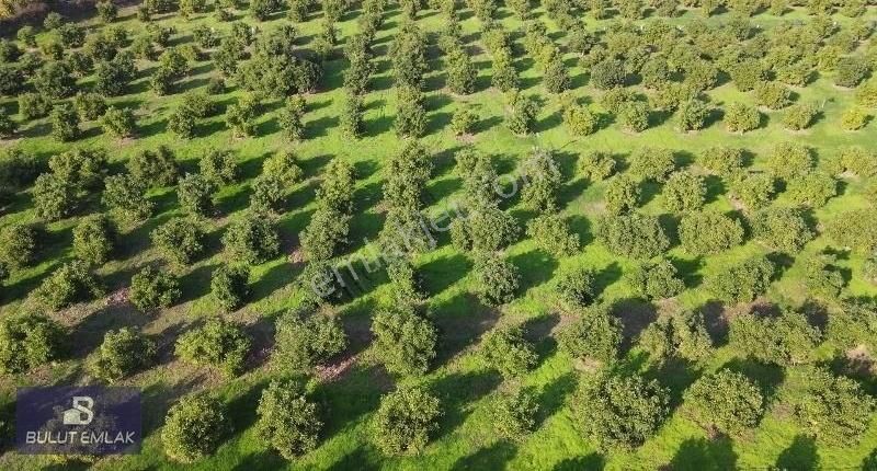 Erdemli Tömük Satılık Bağ & Bahçe Mersin Erdamlide 10400 M2 Yol Cepheli Bakımlı Avokado Bahçesi