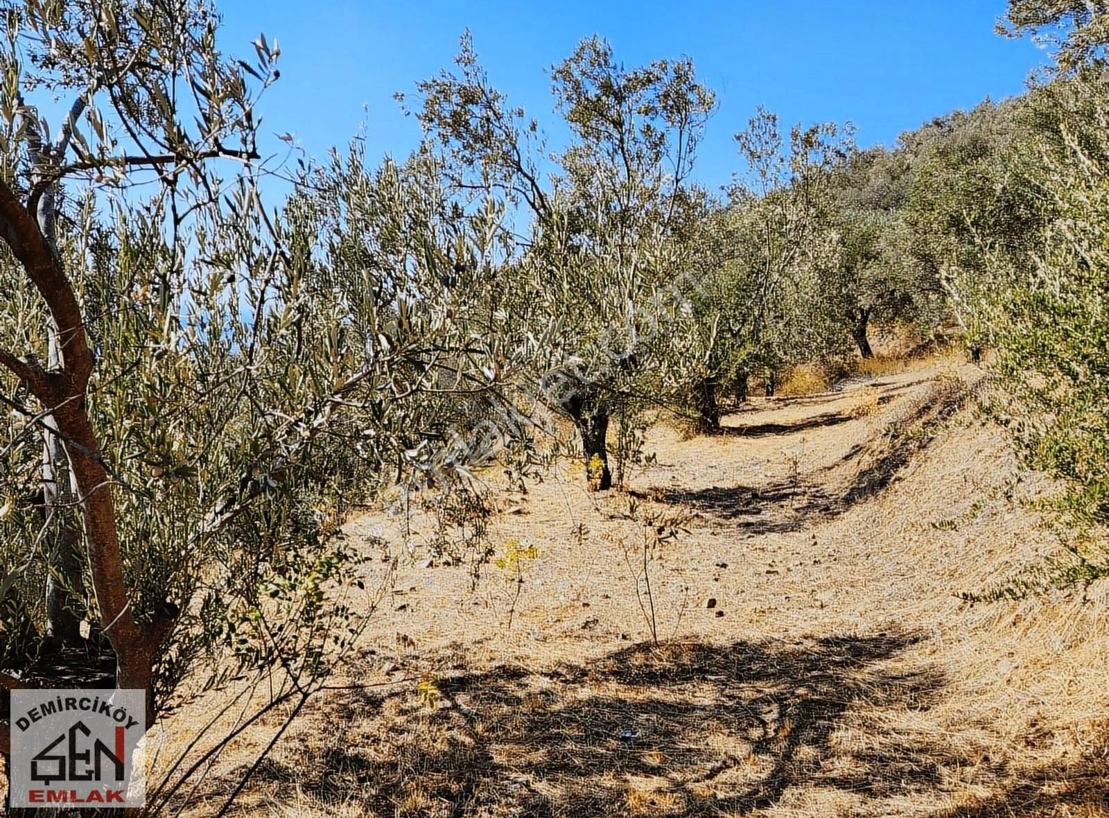 Edremit Altınoluk Satılık Zeytinlik Altınoluk' Ta Yolu Olan Deniz Manzaralı Zeytinlik