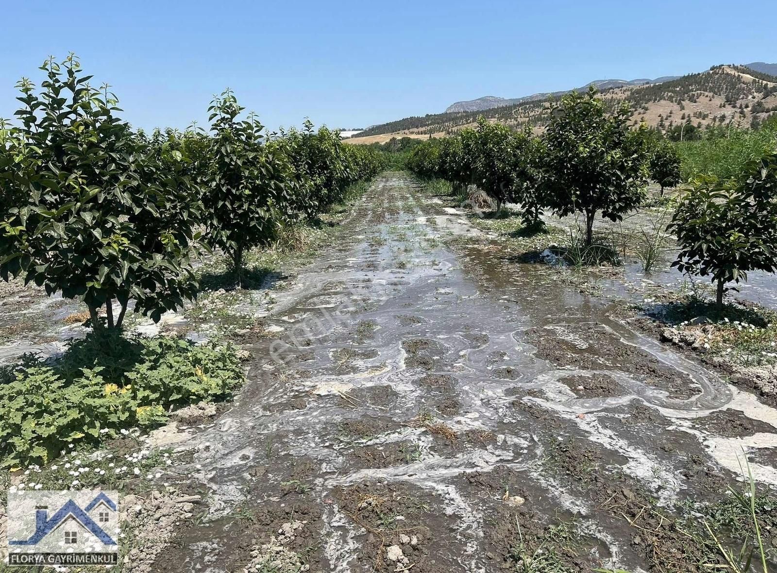 Pamukkale Yeniköy Satılık Tarla Pamukkale Anayola Çok Yakın Satılık Tarla