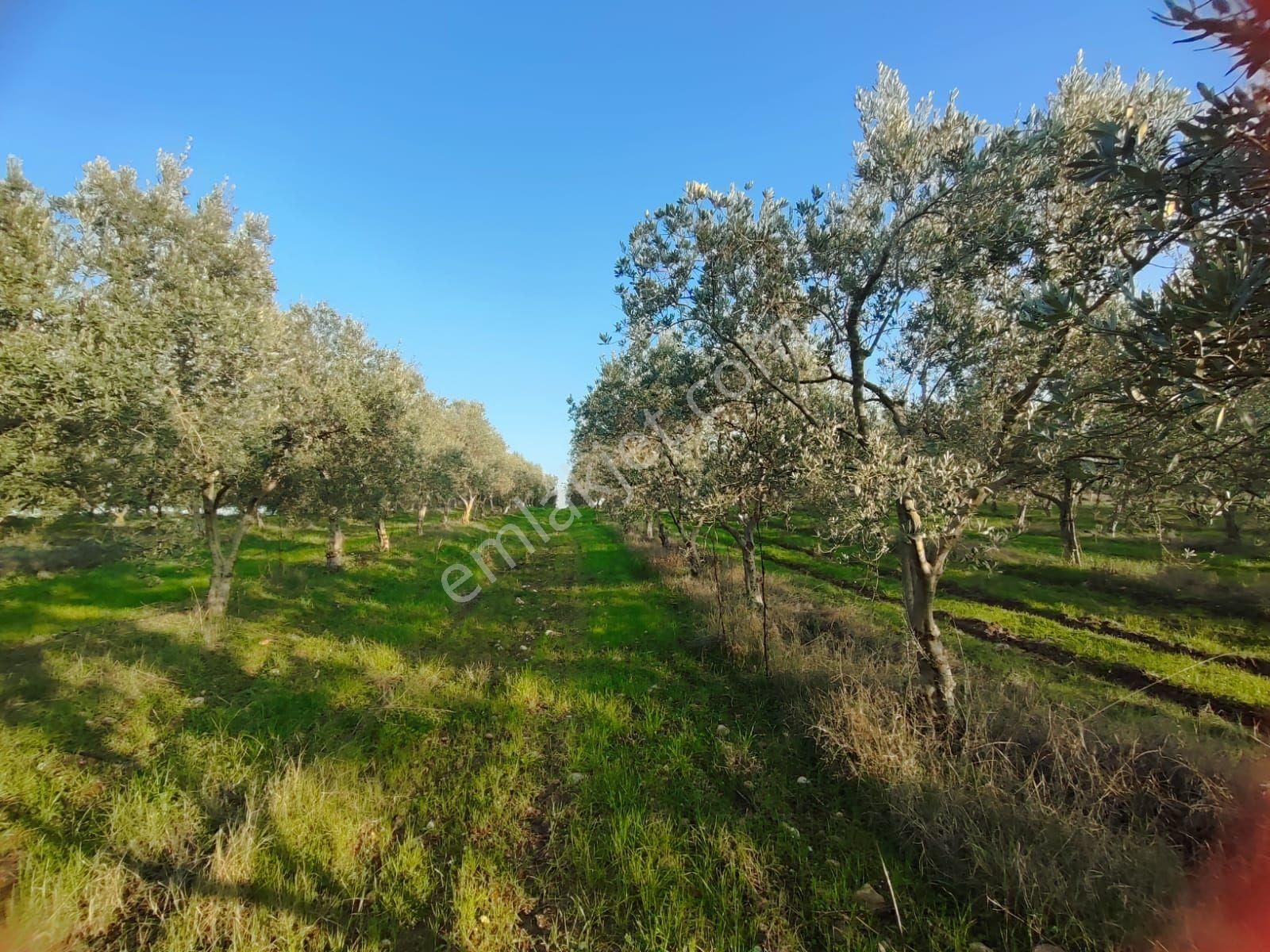 Yunusemre Üçpınar Satılık Tarla Satılık Zeytinlik Manisa Üçpınar 24804 M2