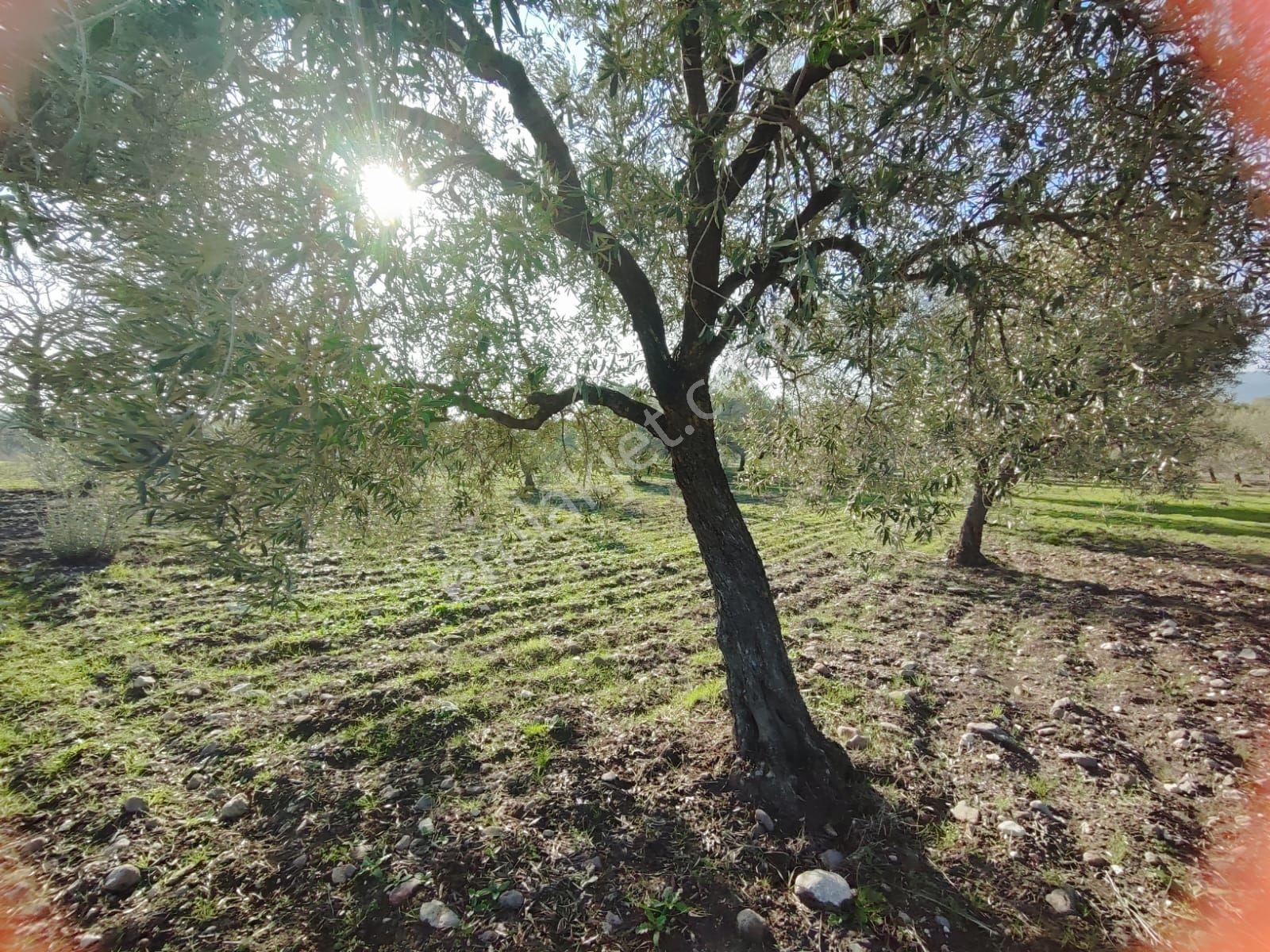 Satılık Zeytinlik Manisa Yunusemre Sarma Köyü'nde 9675 M2 - Görsel 7
