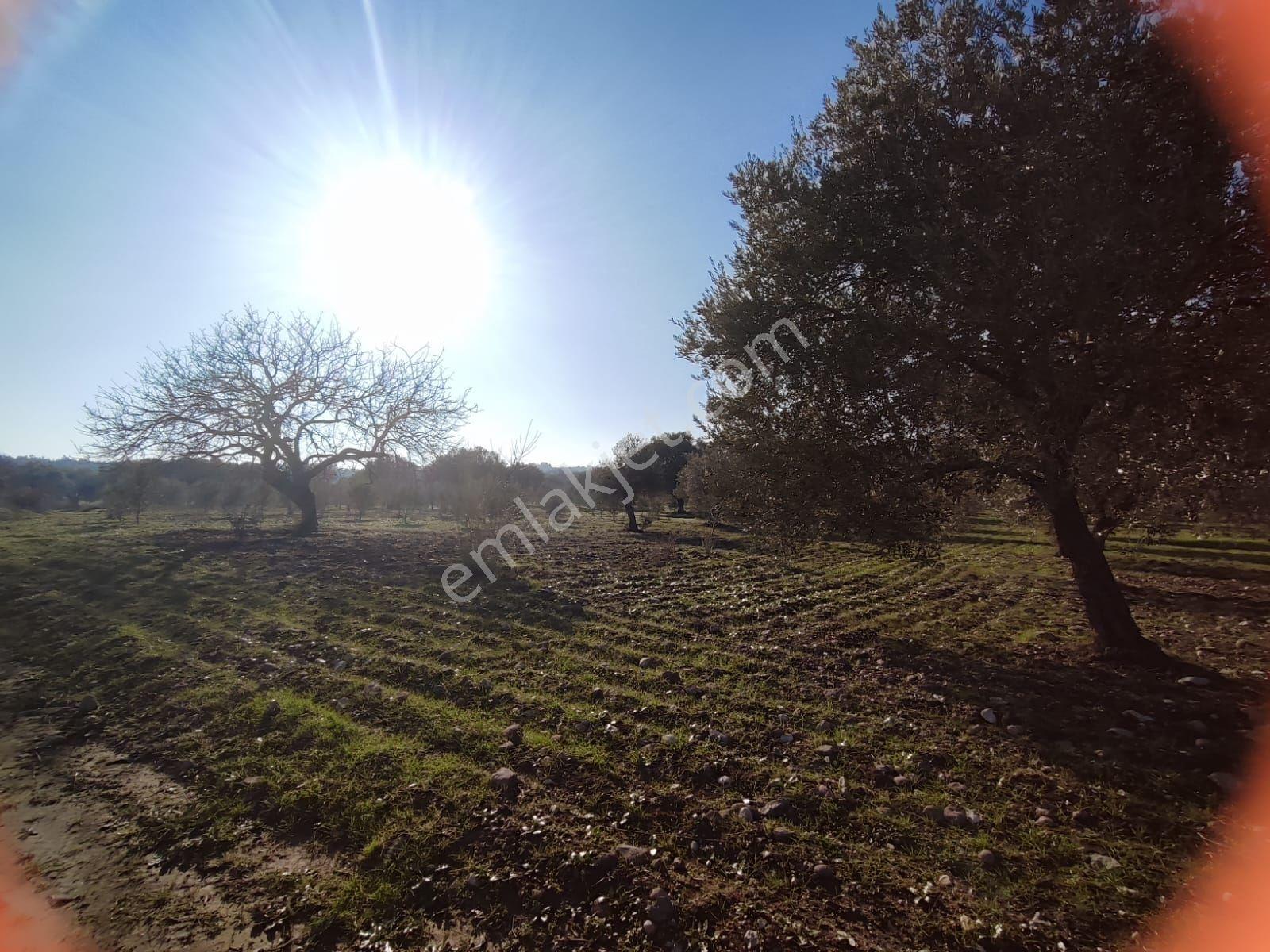 Satılık Zeytinlik Manisa Yunusemre Sarma Köyü'nde 9675 M2 - Görsel 10