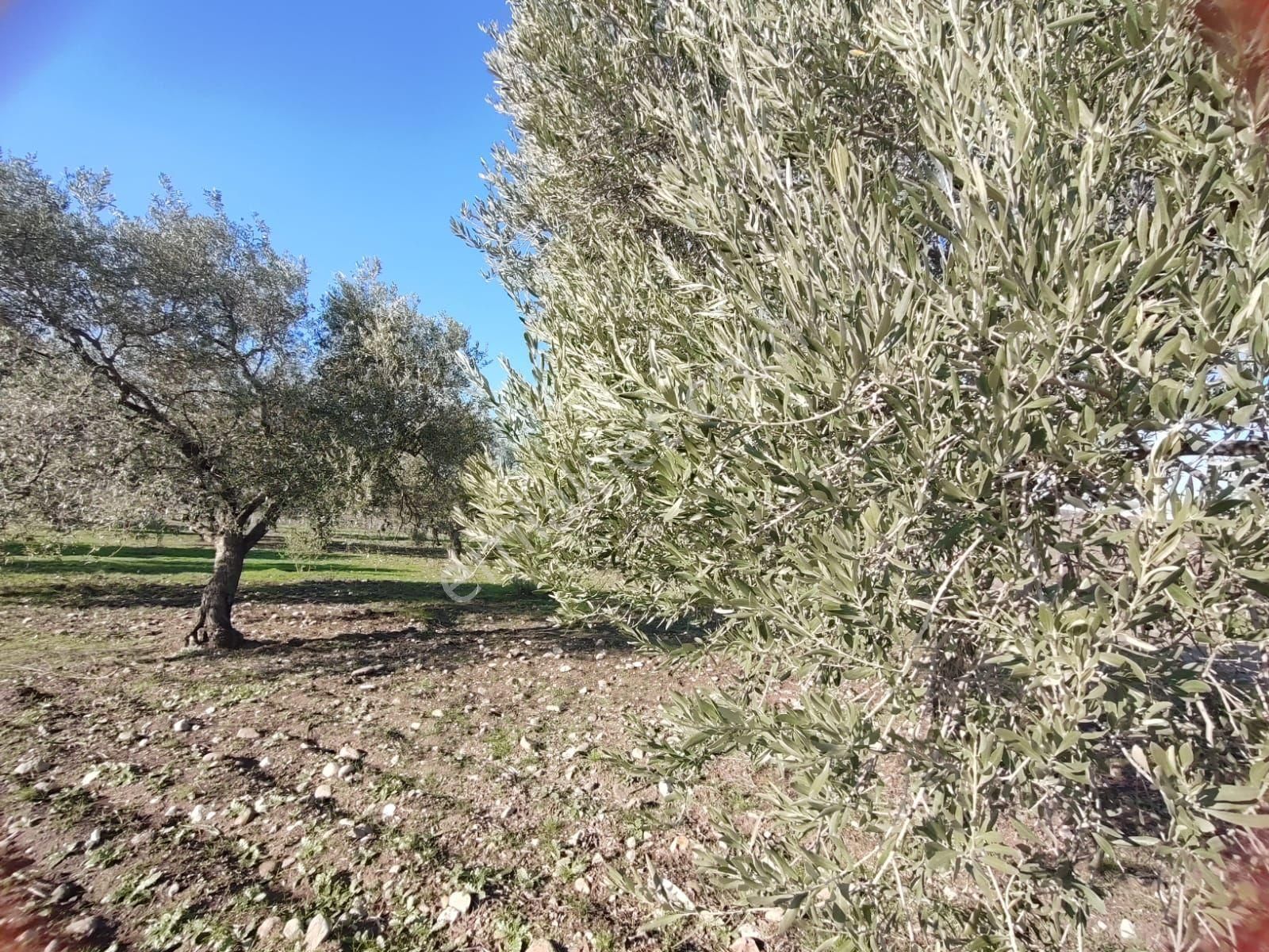 Yunusemre Sarma Satılık Tarla Satılık Zeytinlik Manisa Yunusemre Sarma Köyü'nde 9675 M2