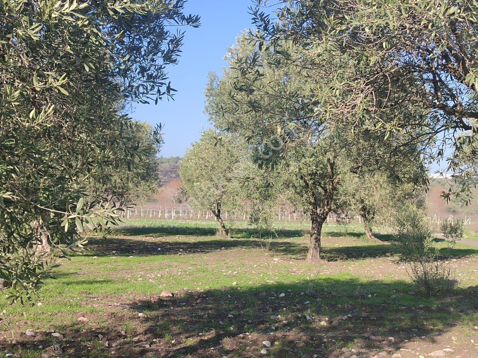 Satılık Zeytinlik Manisa Yunusemre Sarma Köyü'nde 9675 M2 - Görsel 2