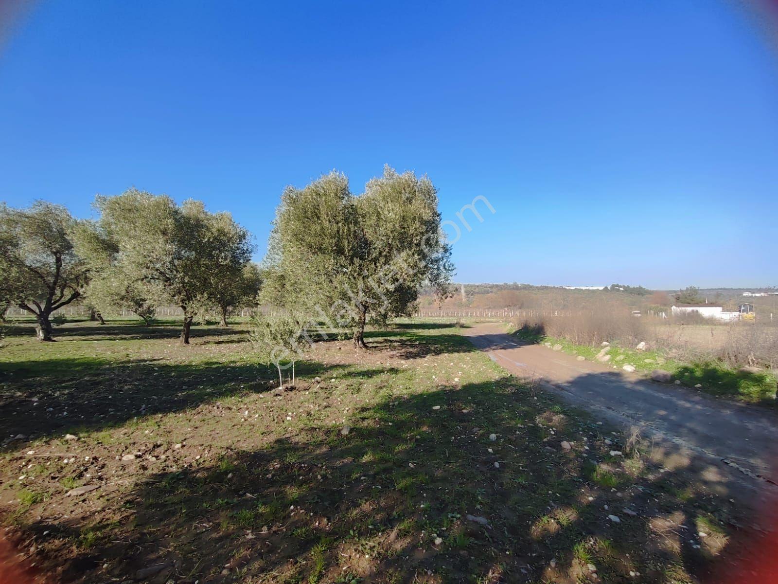 Satılık Zeytinlik Manisa Yunusemre Sarma Köyü'nde 9675 M2 - Görsel 6
