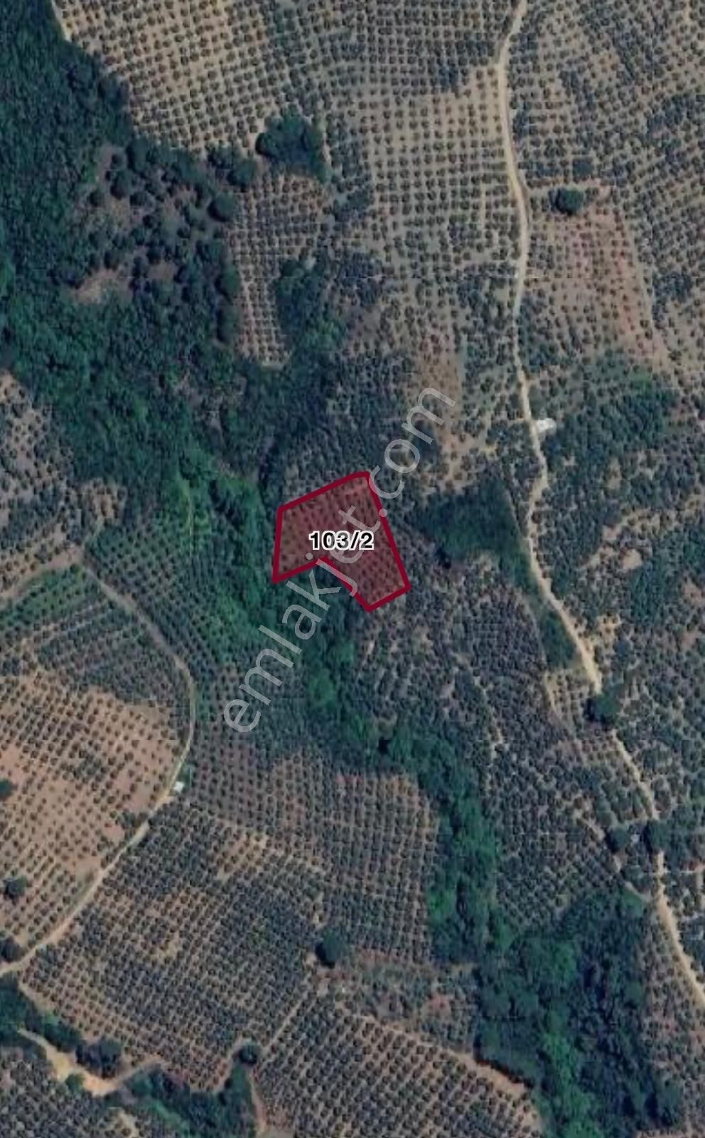 Gemlik Karacaali'de Satılık Zeytinlik Tarla 2600m2. - Görsel 3