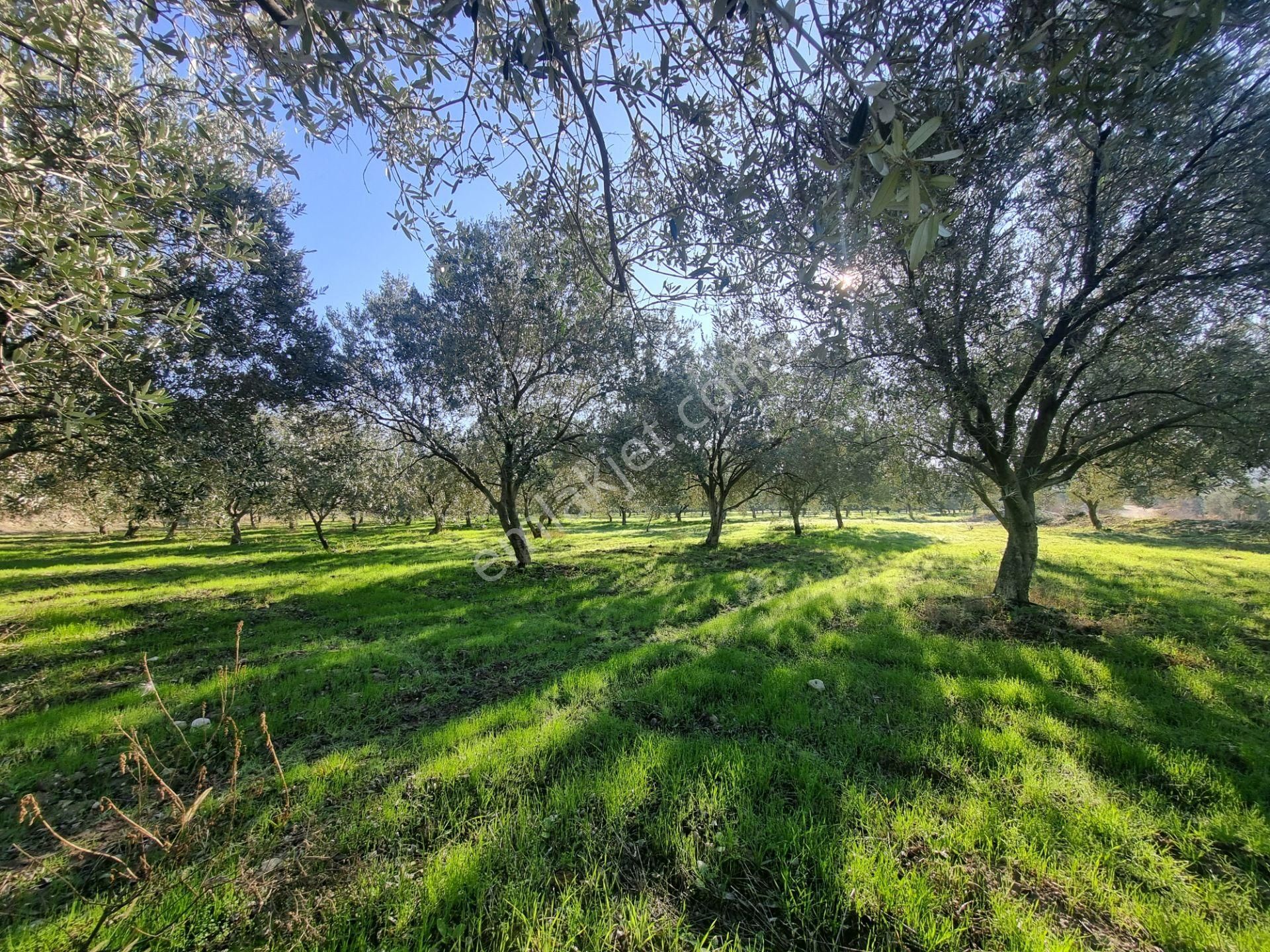 Karacasu Yenice Satılık Zeytinlik Karacasu Yenice Mevkiinde 45 Dönüm Satılık Zeytin Bahçesi