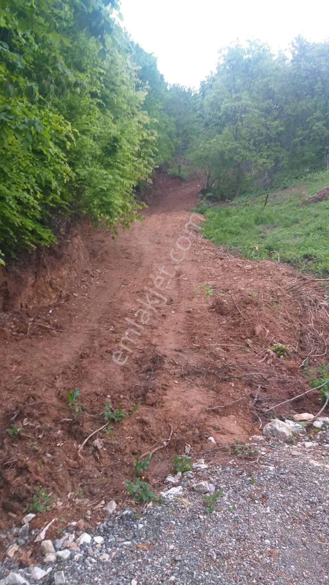 Kestel Lütfiye,de Ahududu Ekili Satılık 1674 M2 Hobi Bahçesi - Görsel 2