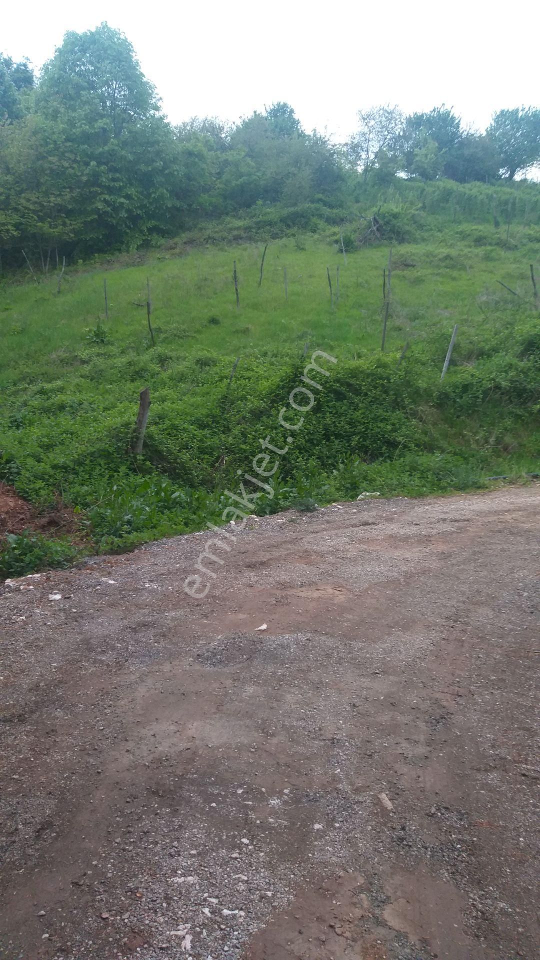 Kestel Lütfiye,de Ahududu Ekili Satılık 1674 M2 Hobi Bahçesi - Görsel 8