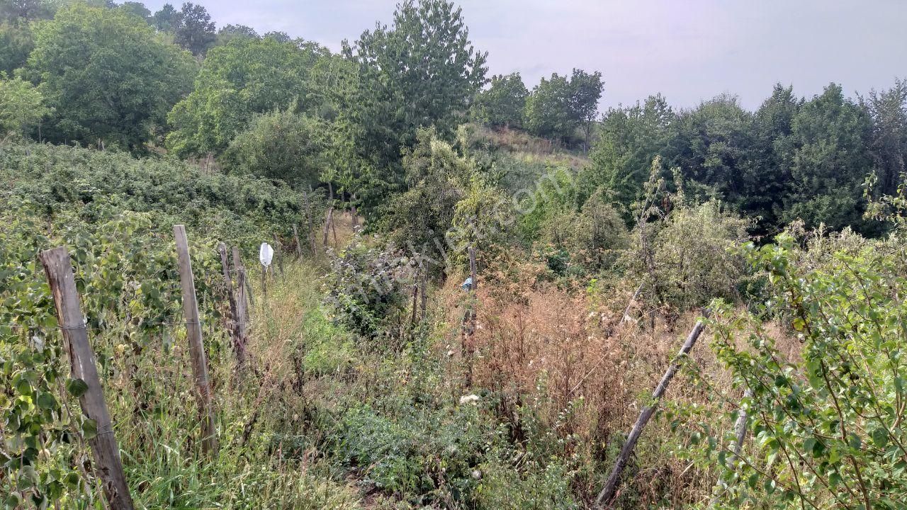 Kestel Lütfiye,de Ahududu Ekili Satılık 1674 M2 Hobi Bahçesi - Görsel 15