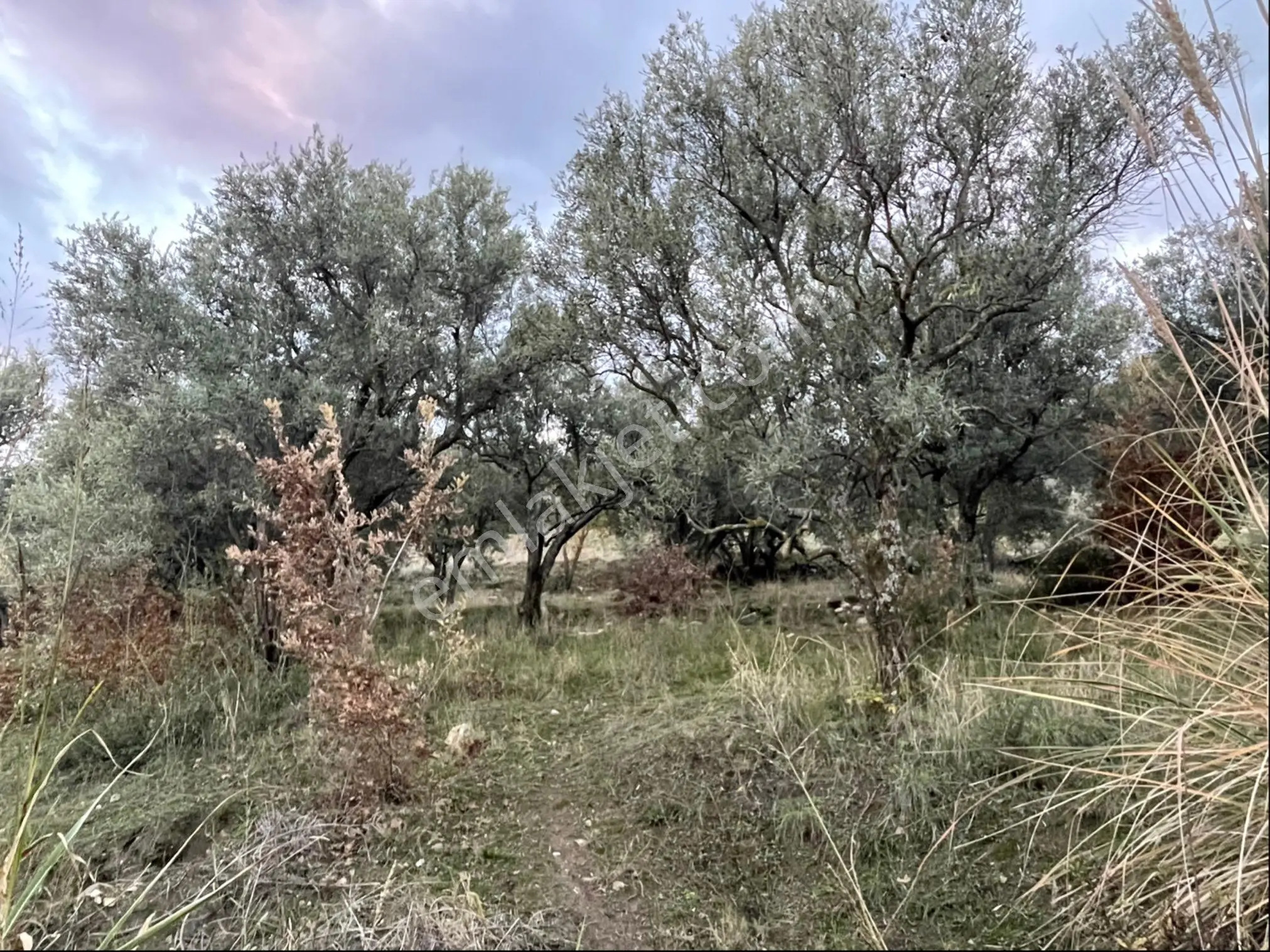Aydın Karacasu Yenice’de Satılık Zeytinlik - Görsel 5