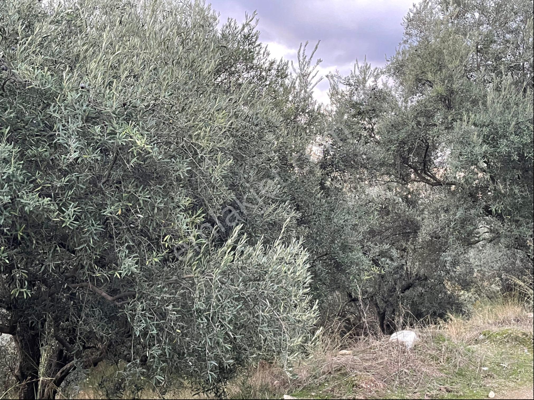 Aydın Karacasu Yenice’de Satılık Zeytinlik - Görsel 3