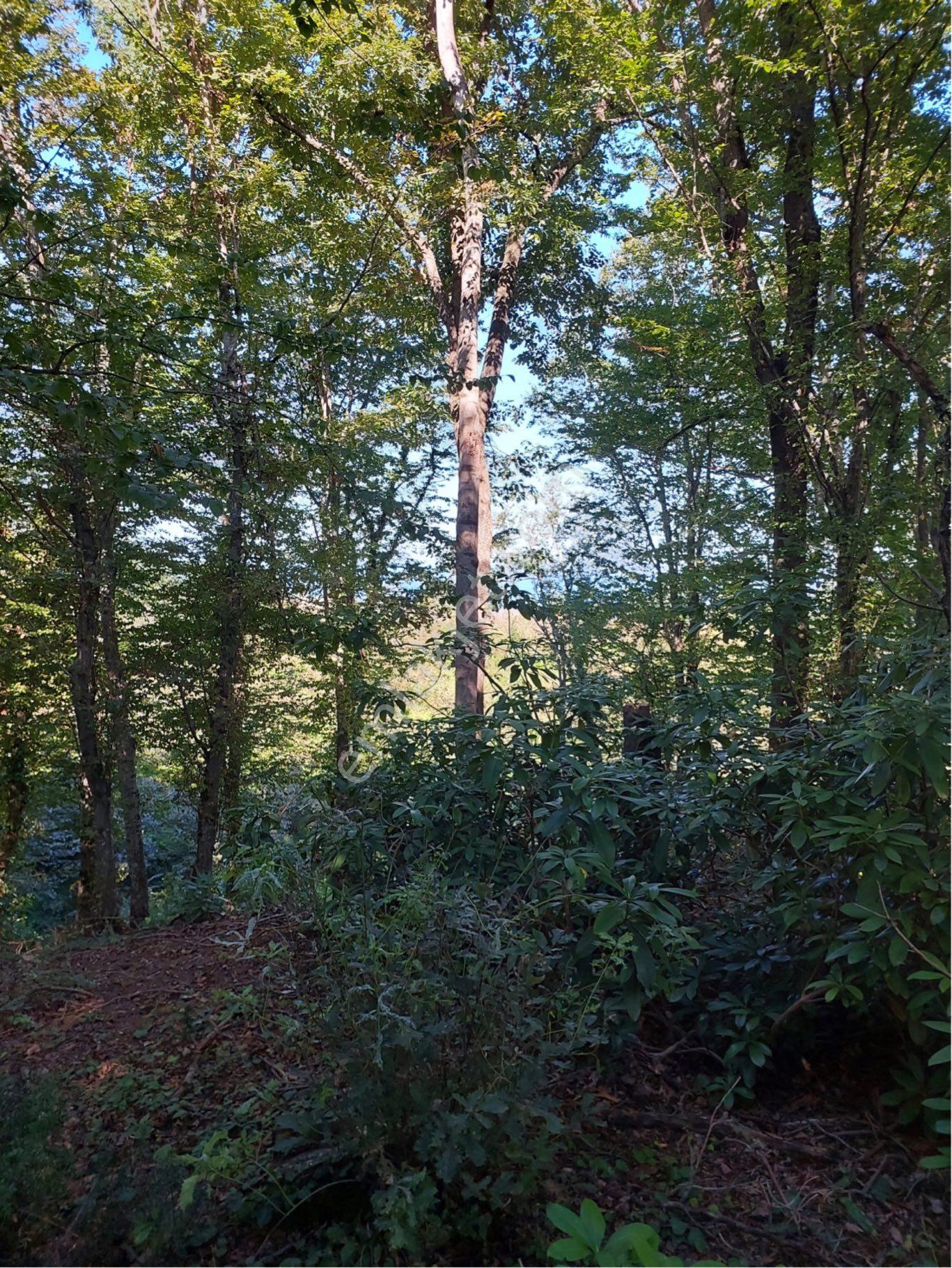 Gülyalıda 4572m2 Karadeniz Ve Havalimanı Manzaralı İmarlı Arsa - Görsel 11